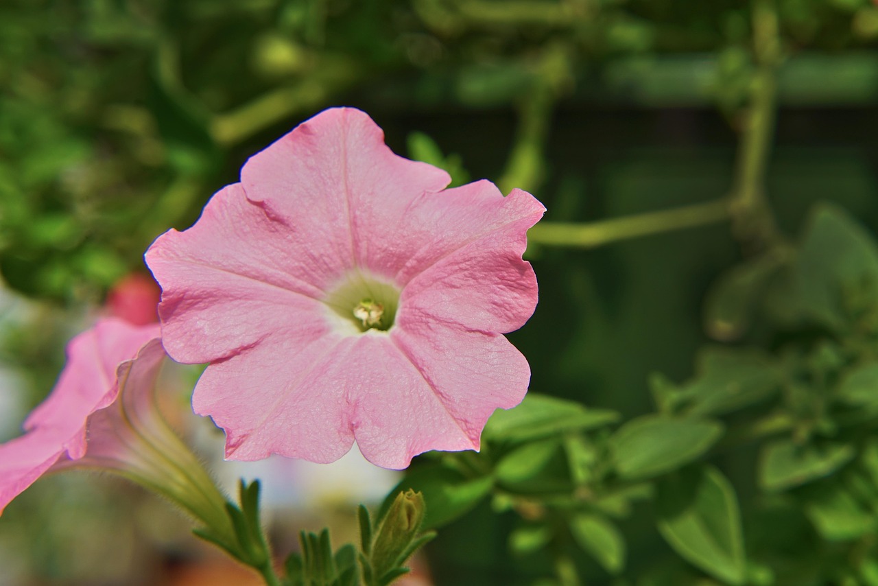 The integration of technology is also transforming the cruise experience.